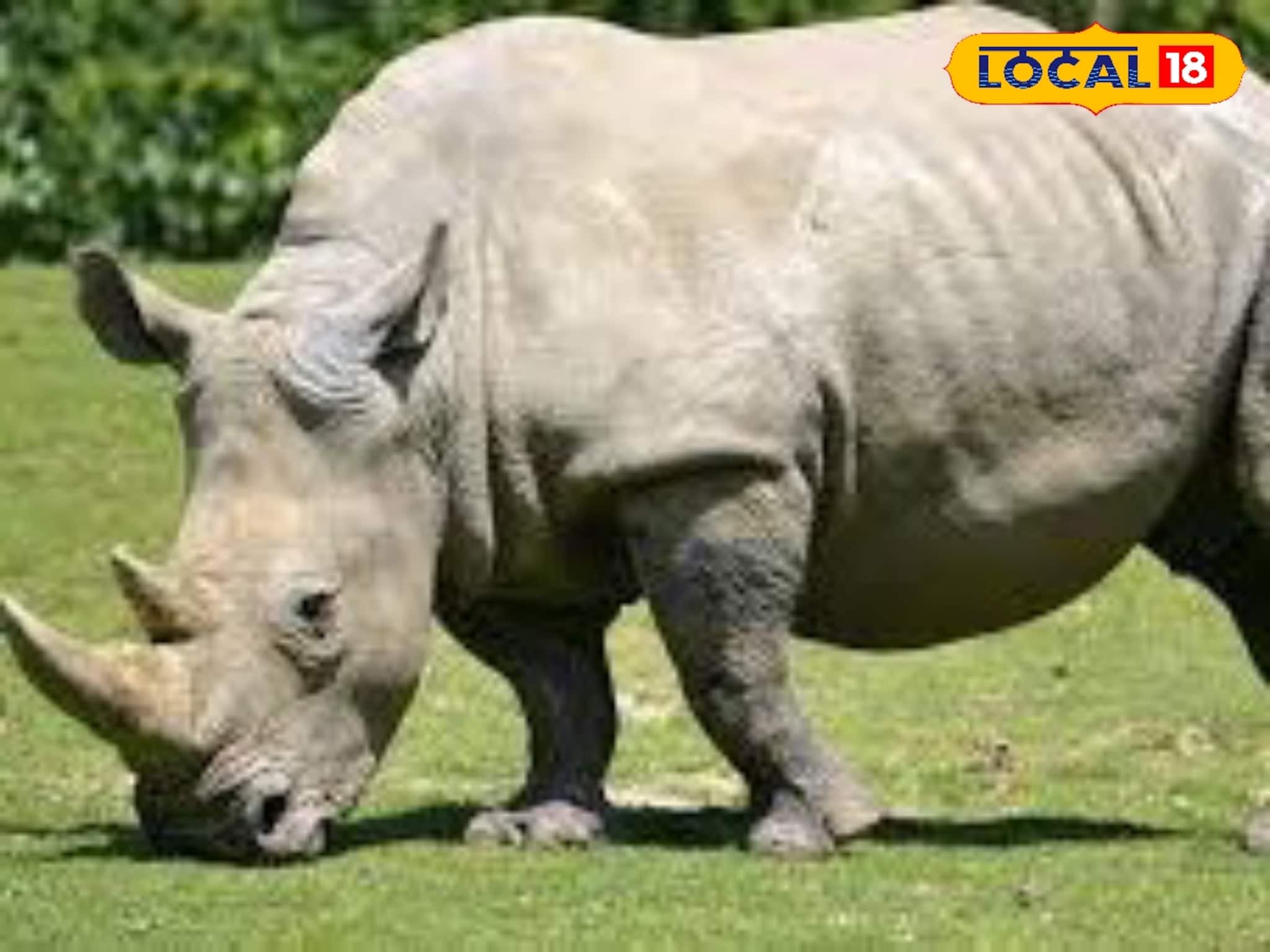 Viral Video of Rhinoceros Fight: জলদাপাড়া জঙ্গল সাফারিতে দুই গন্ডারের শক্তি প্রদর্শন, ভাইরাল ভিডিও দেখলে চমকে যাবেন!