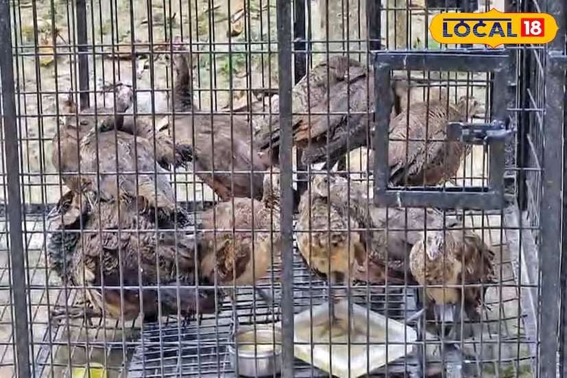 ফের ভারতীয় সীমান্তরক্ষী বাহিনীদের বড়সড় সাফল্য! বাংলাদেশে পাচার হওয়ার সময় ১১ টি ময়ূর উদ্ধার করে বিএসএফের ৩২ নম্বর ব্যাটেলিয়ানের জওয়ানরা। ছবি ও তথ্য: মৈনাক দেবনাথ