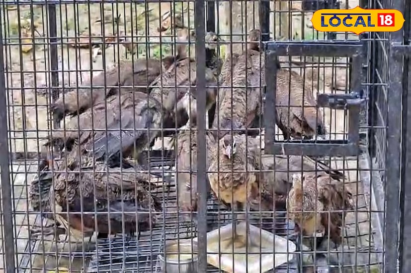 সেই ময়ূর গুলিকে পুরুলিয়ার জঙ্গলে পাঠিয়ে দেওয়ার ব্যবস্থা হয়েছে বলে বন দফতর সূত্রে জানা গেছে । বিএসএফ সূত্রে জানা গিয়েছে গভীর রাতে, নদিয়ার কৃষ্ণগঞ্জের ফুলবাড়ি সীমান্ত দিয়ে পাচার করার চেষ্টা করা হয় ময়ূর গুলিকে।