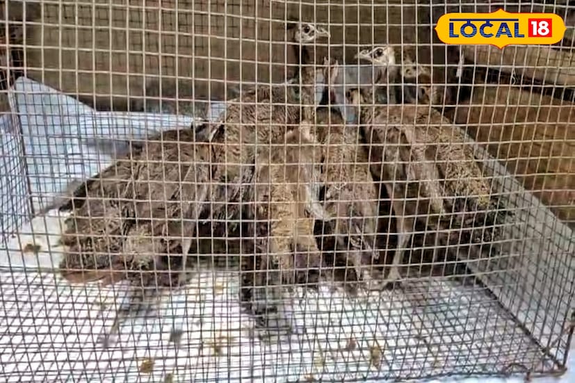 কর্তব্যরত এক জন বিএসএফ জওয়ান কয়েকজনকে তিনটি প্যাকেট নিয়ে কাঁটাতারের ওপারে অর্থাৎ বাংলাদেশের দিকে ছুড়ে ফেলতে দেখেন । তিনি তৎক্ষণাৎ অন্যদের খবর দেন।