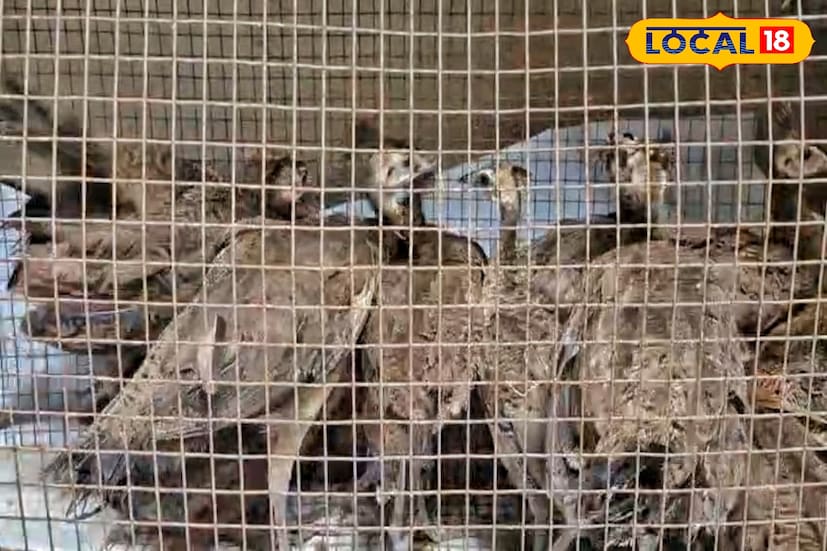 এরই মধ্যে বাংলাদেশের দিক থেকে কয়েকজন অন্ধকারের ভেতরে কাঁটাতারের কাছে প্যাকেট গুলোর দিকে এগিয়ে আসতে থাকে । জওয়ানরা চলে এসে ধারালো অস্ত্র হাতে তাদের দিকে ধেয়ে যান ।