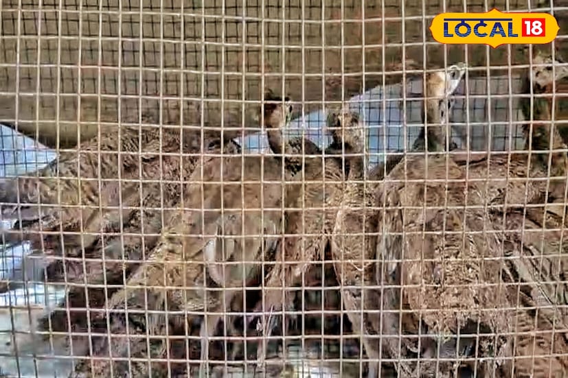 বিএসএফের দাবি পাচারকারীরা বিএসএফকে লক্ষ্য করে এক রাউন্ড গুলি ছোড়ে। পাচারকারীরা হোটে গেলে বিএসএফ প্যাকেটগুলো সংগ্রহ করে। তার ভিতর থেকে ময়ূর গুলি উদ্ধার হয় । বিএসএফের কড়া পাহারার ফলেই পাচার চক্র রোখা সম্ভব হয়েছে ।