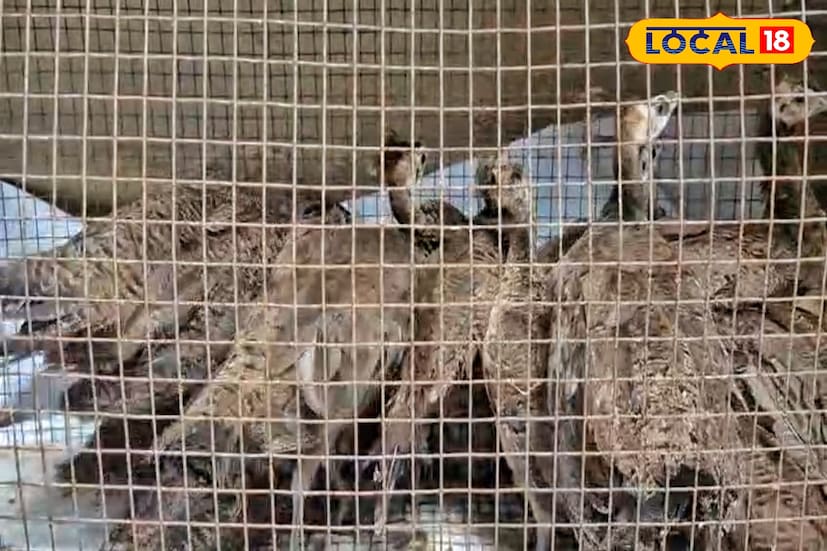 বিএসএফের দাবি আত্মরক্ষার জন্য পাচারকারীদের লক্ষ্য করে পি এজি বন্দুক থেকে দু রাউন্ড গুলি ছোরা হয় এতে অন্ধকার পিছু হটে বাংলাদেশের পাচারকারীরা।