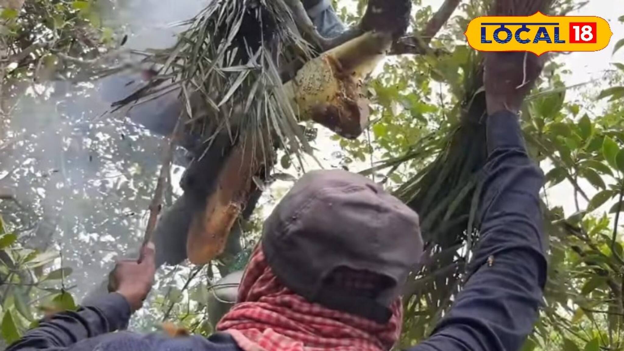 সুন্দরবনের মধু সংগ্রহে মৌমাছি–বোলতার কামড়ে জ্বালা কমানোর ঘরোয়া উপায়