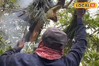 সুন্দরবনের মধু সংগ্রহে মৌমাছি–বোলতার কামড়ে জ্বালা কমানোর ঘরোয়া উপায়