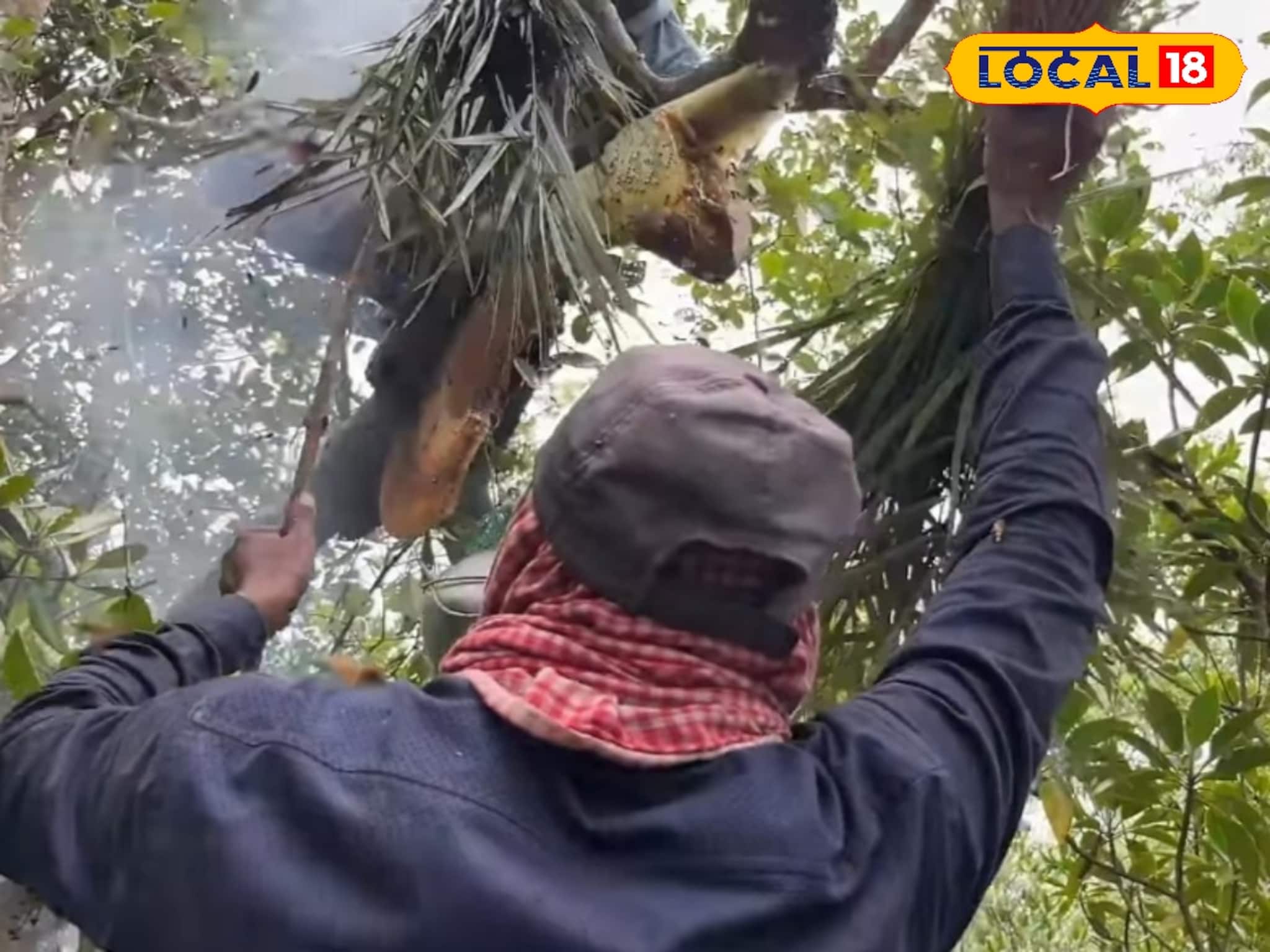 Health Tips: সুন্দরবনের মধু সংগ্রহে মৌমাছি–বোলতার কামড়ে জ্বালা কমানোর ঘরোয়া উপায়