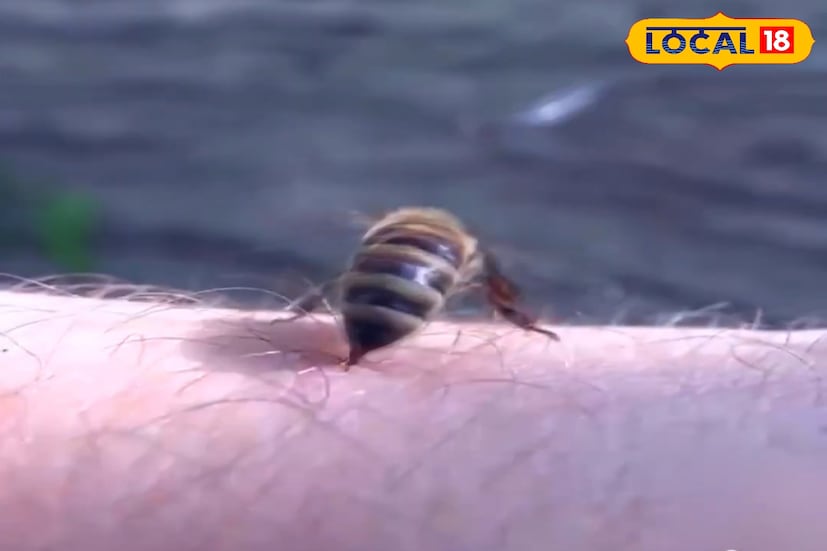 সবশেষে, মৌলদের অভিজ্ঞতা বলছে—বারবার বরফ ঘষে ঠান্ডা শেঁক দেওয়া, এরপর অ্যান্টিবায়োটিক ক্রিম লাগানোই সবচেয়ে কার্যকর উপায়। দৈনিক ঝুঁকির মধ্যে থেকেও তারা এই ঘরোয়া উপায়েই সামলে নেন মৌমাছি–বোলতার হুলের যন্ত্রণা। প্রজন্ম ধরে ব্যবহার হওয়া এই অভ্যাস এখনো সুন্দরবনের মধু সংগ্রহকারীদের অন্যতম নির্ভরযোগ্য অস্ত্র।