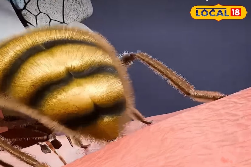 হুল তোলার পর জ্বালা কমাতে বরফ ব্যবহার করা খুবই প্রচলিত। চিকিৎসক সাহেব আলীর মতে, হুল ফোটানো জায়গায় কয়েক মিনিট বরফ ঘষলে ফোলা ও জ্বালা কমে আসে। ঠান্ডা শেঁক দেওয়ার পর মৌলরা সাধারণত অ্যান্টিবায়োটিক ক্রিম ব্যবহার করেন, যাতে সংক্রমণের ঝুঁকি কমে।