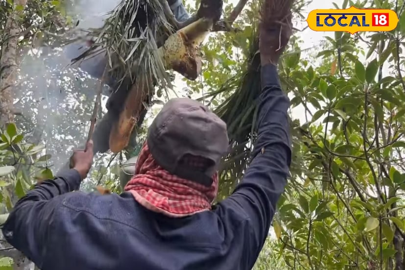 মধু সংগ্রহকারীদের মধ্যে আরও একটি ঘরোয়া উপায় বেশ জনপ্রিয়—মধু লাগানো। স্থানীয়দের মতে, মধুর অ্যান্টিব্যাকটেরিয়াল উপাদান ব্যথা কমানো ছাড়াও সংক্রমণ প্রতিরোধে সাহায্য করে। মধু পাতলা করে আক্রান্ত স্থানে লাগিয়ে কিছুক্ষণ রেখে দিলে আরাম পাওয়া যায়।