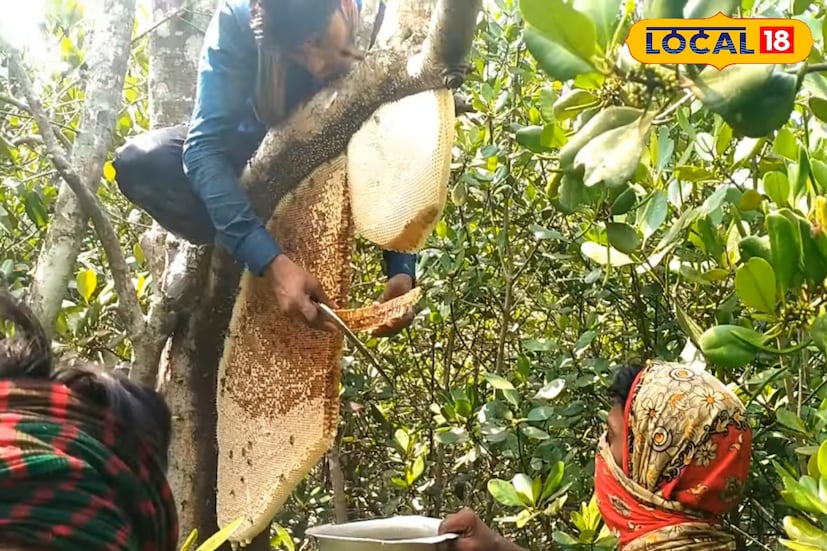 সুন্দরবনে মধু সংগ্রহ বরাবরই দুঃসাহসিক কাজ। জঙ্গলের গভীরে গিয়ে মৌচাক থেকে মধু তুলতে গিয়ে মৌলদের প্রায়শই মুখোমুখি হতে হয় মৌমাছি ও বোলতার আক্রমণের। হুলের ব্যথা থেকে শুরু করে তীব্র জ্বালা—সব মিলিয়ে এক কঠিন অভিজ্ঞতার মধ্য দিয়ে যেতে হয় তাদের। তবে স্থানীয় অভিজ্ঞতা ও কিছু প্রচলিত ঘরোয়া কৌশল মেনে চললে অনেকটাই কমানো যায় এই যন্ত্রণা।