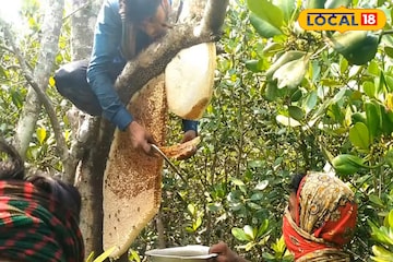 সুন্দরবনের মধু সংগ্রহে মৌমাছি–বোলতার কামড়ে জ্বালা কমানোর ঘরোয়া উপায় সুন্দরবনের মধু সংগ্রহে মৌমাছি–বোলতার কামড়ে জ্বালা কমানোর ঘরোয়া উপায়