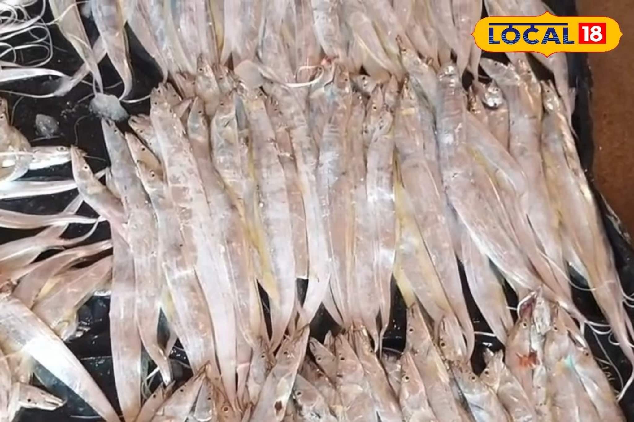 দেখতে ফিতের মতো, দিঘার মোহনায় শীতের সময় এই মাছের বিরাট চাহিদা