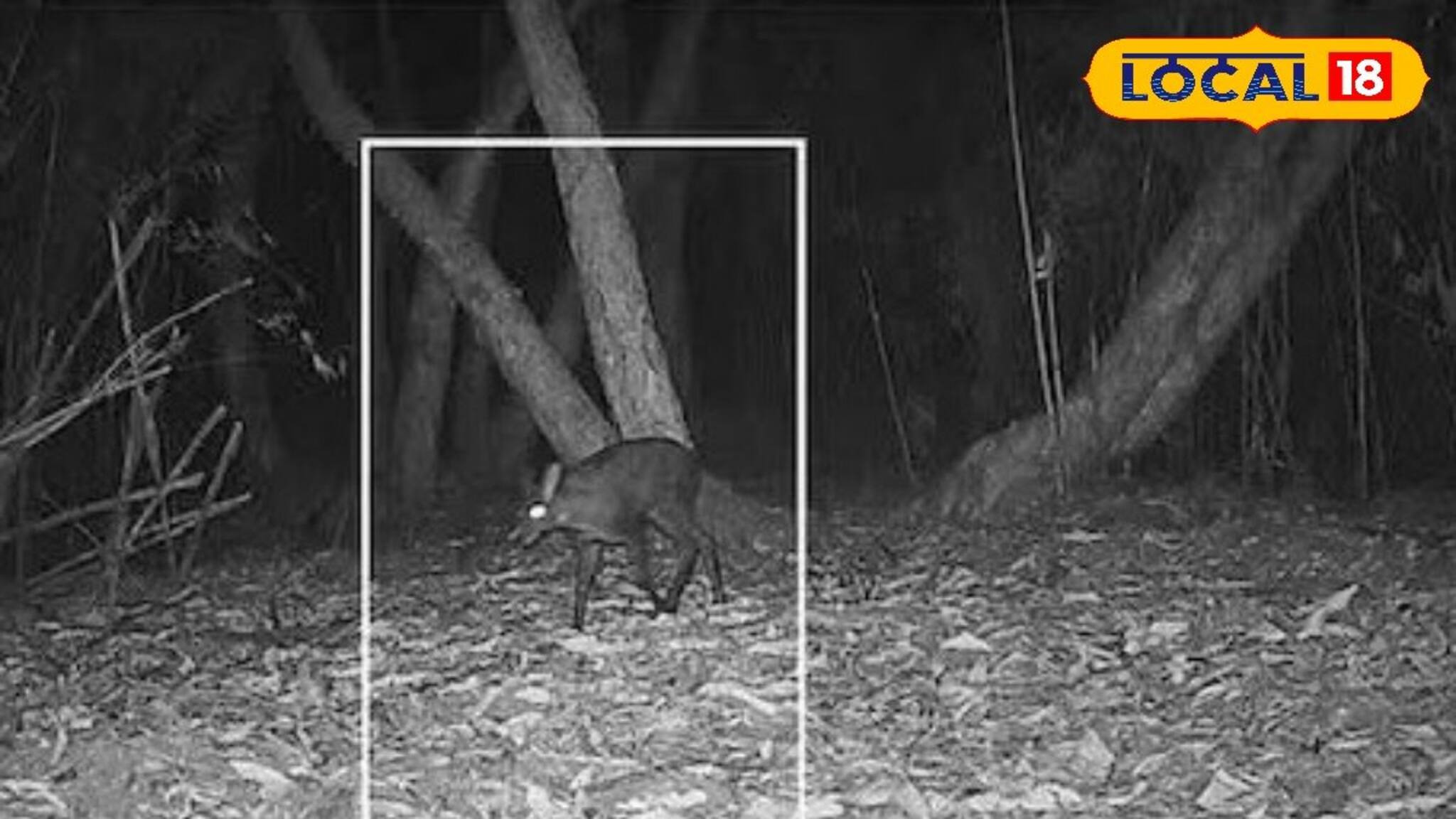 কয়েক দশকের অনিশ্চয়তার অবসান! ৭০ বছর পর পশ্চিমবঙ্গে দেখা গেল কস্তুরী হরিণ 