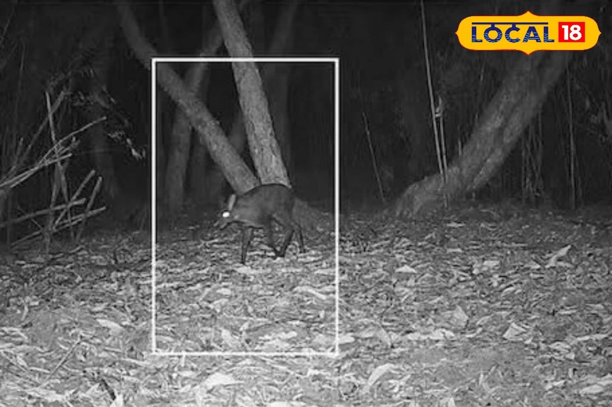 Alipurduar News : কয়েক দশকের অনিশ্চয়তার অবসান! ৭০ বছর পর পশ্চিমবঙ্গে দেখা গেল কস্তুরী হরিণ 