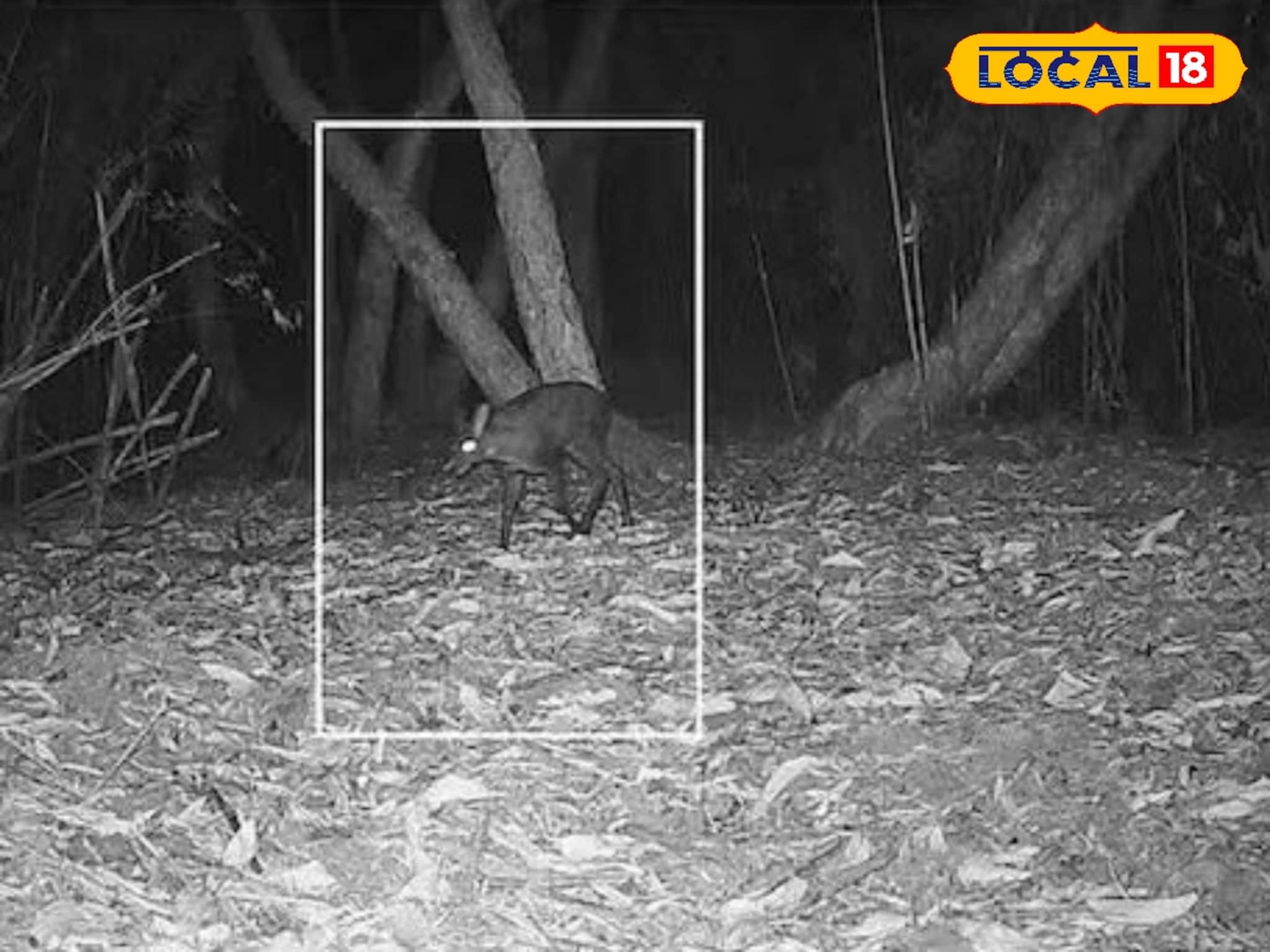 Alipurduar News : কয়েক দশকের অনিশ্চয়তার অবসান! ৭০ বছর পর পশ্চিমবঙ্গে দেখা গেল কস্তুরী হরিণ 