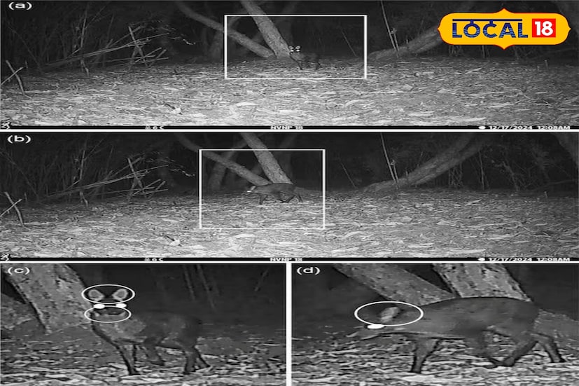 আলিপুরদুয়ার, অনন্যা দে : প্রথমবারের মত পশ্চিমবঙ্গের নেওরাভ্যালি জাতীয় উদ্যানে কস্তুরী হরিণের উপস্থিতির প্রমাণ নিশ্চিত হয়েছে। ট্র্যাপ ক্যামেরার এক ছবিতে উঠে এসেছে কস্তুরী হরিণের ছবি।যা রাজ্যে এই প্রজাতির অস্তিত্ব সম্পর্কে কয়েক দশকের অনিশ্চয়তার অবসান ঘটিয়েছে। খুশির হাওয়া বন বিভাগের অন্দরে।