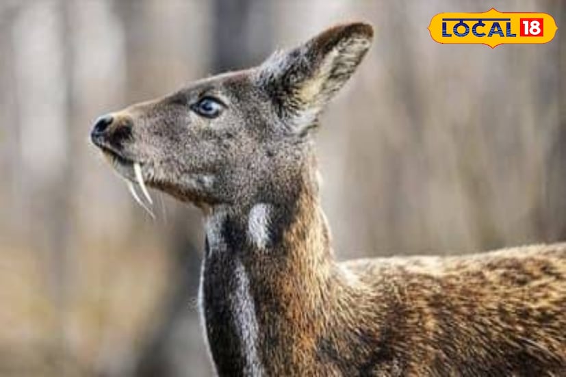 কস্তুরী হরিণ তৃণভোজী, পাহাড়ে এবং বনাঞ্চলে বাস করে। সাধারণত মানুষের বাসস্থান থেকে দূরে। হরিণের মত, তারা মূলত পাতা, ফুল এবং ঘাস খায়, কিছু শ্যাওলা এবং লাইকেনও খায়। তারা নির্জন প্রাণী এবং সুনির্দিষ্ট অঞ্চল বজায় রাখে, যা তারা তাদের পুচ্ছ গ্রন্থি দিয়ে ঘ্রাণ চিহ্নিত করে । কস্তুরী হরিণ সাধারণত লাজুক এবং নিশাচর বা ক্রেপাসকুলার হয় ।