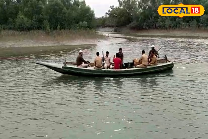 সংখ্যার দিক থেকে সর্বশেষ সর্বভারতীয় ব্যাঘ্র শুমারিতে (অল ইন্ডিয়া টাইগার এস্টিমেশন) সুন্দরবনে বাঘেদের সংখ্যা ছিল ১০১টি। এছাড়া প্রতি বছর নভেম্বর-ডিসেম্বর মাসে সুন্দরবন ব্যাঘ্র প্রকল্প নিজেদের মতো বাঘ গণনা করে। সেই শুমারিতে বাঘের সংখ্যা আরও বেশ খানিকটাই বেড়েছে বলে দাবি বন কর্তাদের। ২০২১-২২ সালে সর্বশেষ অল ইন্ডিয়া টাইগার এস্টিমেশন হয়েছিল। 