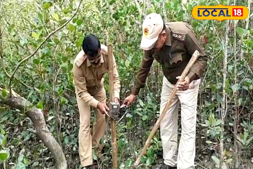 আজ থেকে সুন্দরবনে শুরু হল ব্যাঘ্র শুমারি অর্থাৎ বাঘ গণনার কাজ। দক্ষিণ ২৪ পরগনা বন বিভাগের অধীন এই কাজ শুরু হচ্ছে। সর্বমোট ১৬০ জোড়া ক্যামেরা বসানো হবে। ২৫ নভেম্বর থেকে ৩০ নভেম্বর পর্যন্ত ক্যামেরা বসানোর কাজ চলবে। (ছবি ও তথ্যঃ সুমন সাহা) আজ থেকে সুন্দরবনে শুরু হল ব্যাঘ্র শুমারি অর্থাৎ বাঘ গণনার কাজ। দক্ষিণ ২৪ পরগনা বন বিভাগের অধীন এই কাজ শুরু হচ্ছে। সর্বমোট ১৬০ জোড়া ক্যামেরা বসানো হবে। ২৫ নভেম্বর থেকে ৩০ নভেম্বর পর্যন্ত ক্যামেরা বসানোর কাজ চলবে। (ছবি ও তথ্যঃ সুমন সাহা)