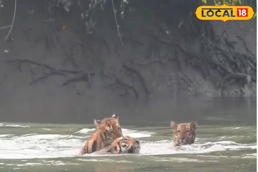 গত দু-তিন বছর ধরে ক্যামেরা ট্র্যাপিংয়ে জঙ্গলে প্রচুর ব্যাঘ্র শাবক দেখা গিয়েছে। ২০২১-২২ সালে যে শাবকের ছবি মিলেছিল সেগুলি এখন বড় হয়েছে। এমনকি পরের বছরগুলিতেও একইভাবে শাবকদের ছবি ধরা পড়েছে ক্যামেরায়। শেষ সর্বভারতীয় ব্যাঘ্র শুমারিতে পাওয়া সুন্দরবনে বাঘেদের সংখ্যার তুলনায় সুন্দরবনে আরও কিছু বাঘ বেড়েছে। (ছবি ও তথ্যঃ সুমন সাহা)