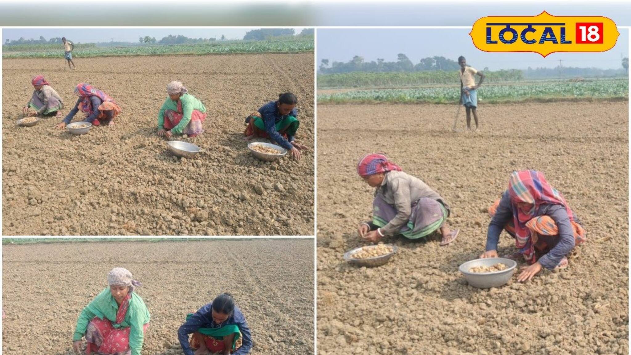 বীজের দাম কমলেও সার কিনতে গিয়ে পকেটে কোপ, ক্ষোভে ফুঁসছেন আলু চাষিরা 