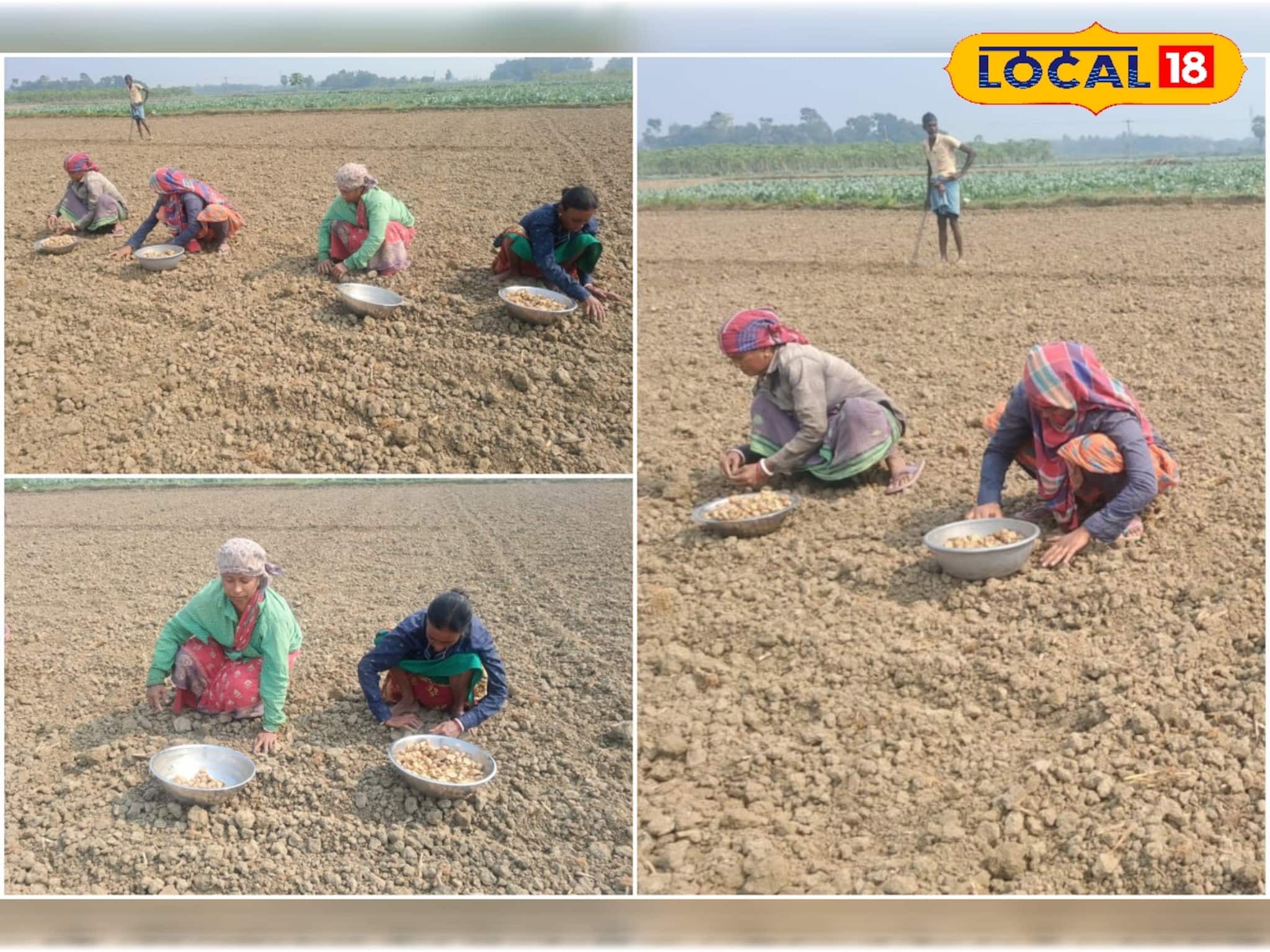 East Bardhaman News: বীজের দাম কমলেও সার কিনতে গিয়ে পকেটে কোপ, ক্ষোভে ফুঁসছেন আলু চাষিরা