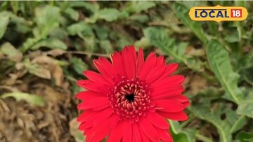 জারবেরা