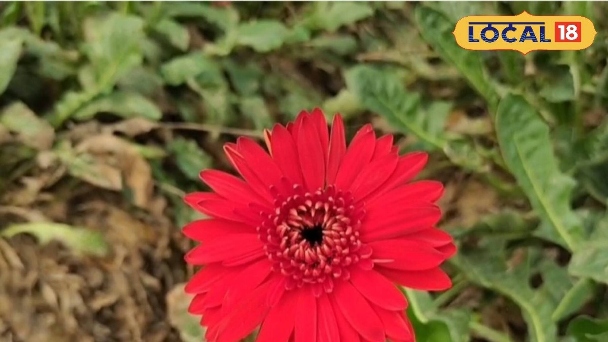 ধান-আলু নয়! সেড হাউস বানিয়ে জারবেরা চাষ করে কোটি কোটি টাকা আয় সম্ভব