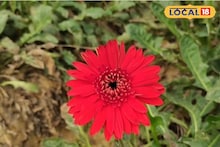 Gerbera Farming: ধান-আলু নয়! সেড হাউস বানিয়ে জারবেরা চাষ করে কোটি কোটি টাকা আয় সম্ভব, জানুন বিশেষজ্ঞের টিপস