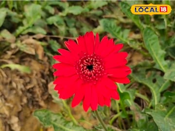 জারবেরা