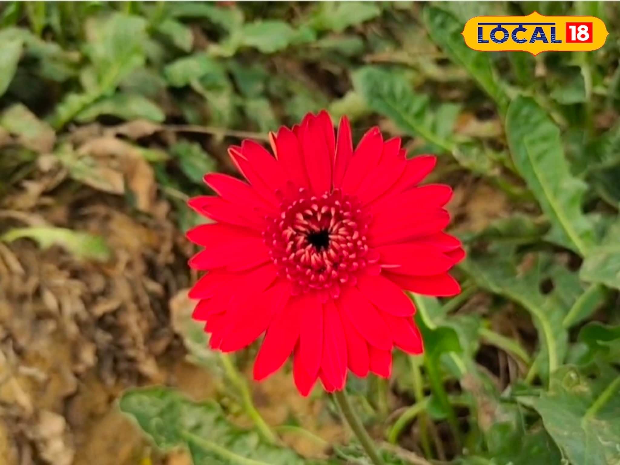 ধান-আলু নয়! সেড হাউস বানিয়ে জারবেরা চাষ করে কোটি কোটি টাকা আয় সম্ভব