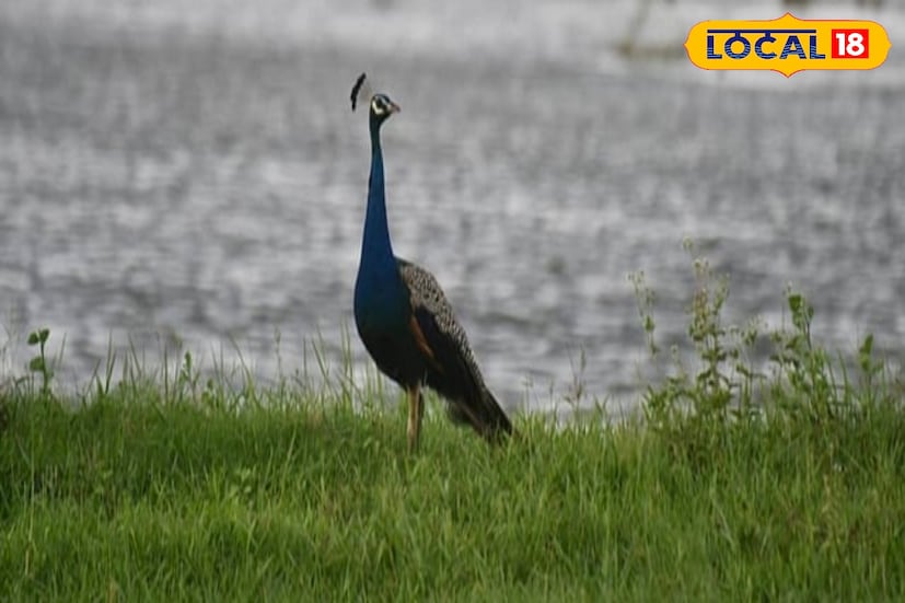 চা বাগানের সবুজের মধ্য দিয়ে এই গ্রামের পথে হাঁটতে হাঁটতেই মন বদলে যায়, মন ভাল হয়ে ওঠে অনায়াসেই। পর্যটকদের কাছে এখন ছাওয়াফেলি হয়ে উঠছে সেরা বিকেল কাটানোর সেরা জায়গা।