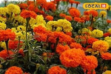 Marigold Farming: ড্রাগন ফল নয়, বসিরহাটে এখন চর্চায় ‘ড্রাগন গাঁদা’! নতুন ভ্যারাইটিতে মুগ্ধ ফুলপ্রেমীরা