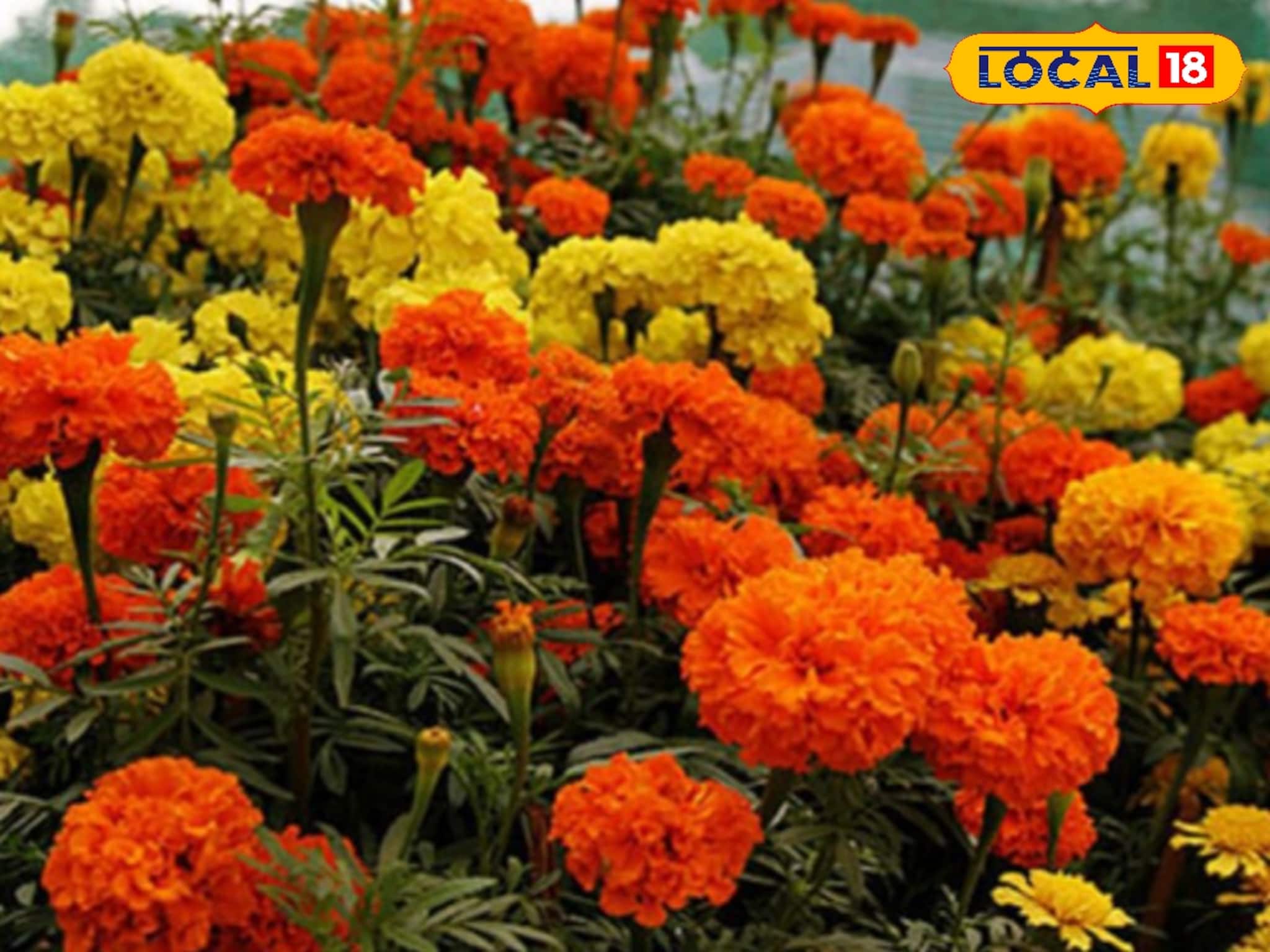 Marigold Farming: ড্রাগন ফল নয়, বসিরহাটে এখন চর্চায় ‘ড্রাগন গাঁদা’! নতুন ভ্যারাইটিতে মুগ্ধ ফুলপ্রেমীরা