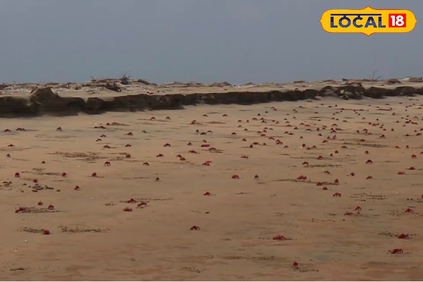হরিপুরের অন্যতম আকর্ষণ লাল কাঁকড়ার বিচরণ। সৈকতে নেমে একটু হাঁটলেই দেখা যাবে হাজার হাজার লাল কাঁকড়ার দৌড়ঝাঁপ। তবে কাছে যেতেই তারা বালির নিচে হারিয়ে যায়। এই লাল কাঁকড়ার দৃশ্য, নির্জন সমুদ্রতট আর ঝাউবন মিলিয়ে হরিপুর সমুদ্র সৈকত থেকে আপনি একবার ঘুরে এলে বারবার যেতে ইচ্ছে হবে। প্রকৃতির এমন অক্ষত সৌন্দর্য খুব কম জায়গাতেই আজ দেখা যায়, তাই ব্যস্ততা থেকে দূরে একদিনের শান্ত ট্রিপে হরিপুর হবে আপনার জন্য শ্রেয়।