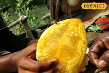 Sundarban Honey: সুন্দরবনের মধু শুধু মিষ্টি নয়, মহা ঔষধি! লিভার সুস্থ রাখা থেকে ক্লান্তি দূর করা, জেনে নিন কেওড়া থেকে সুন্দরী মধুর ব্যবহার