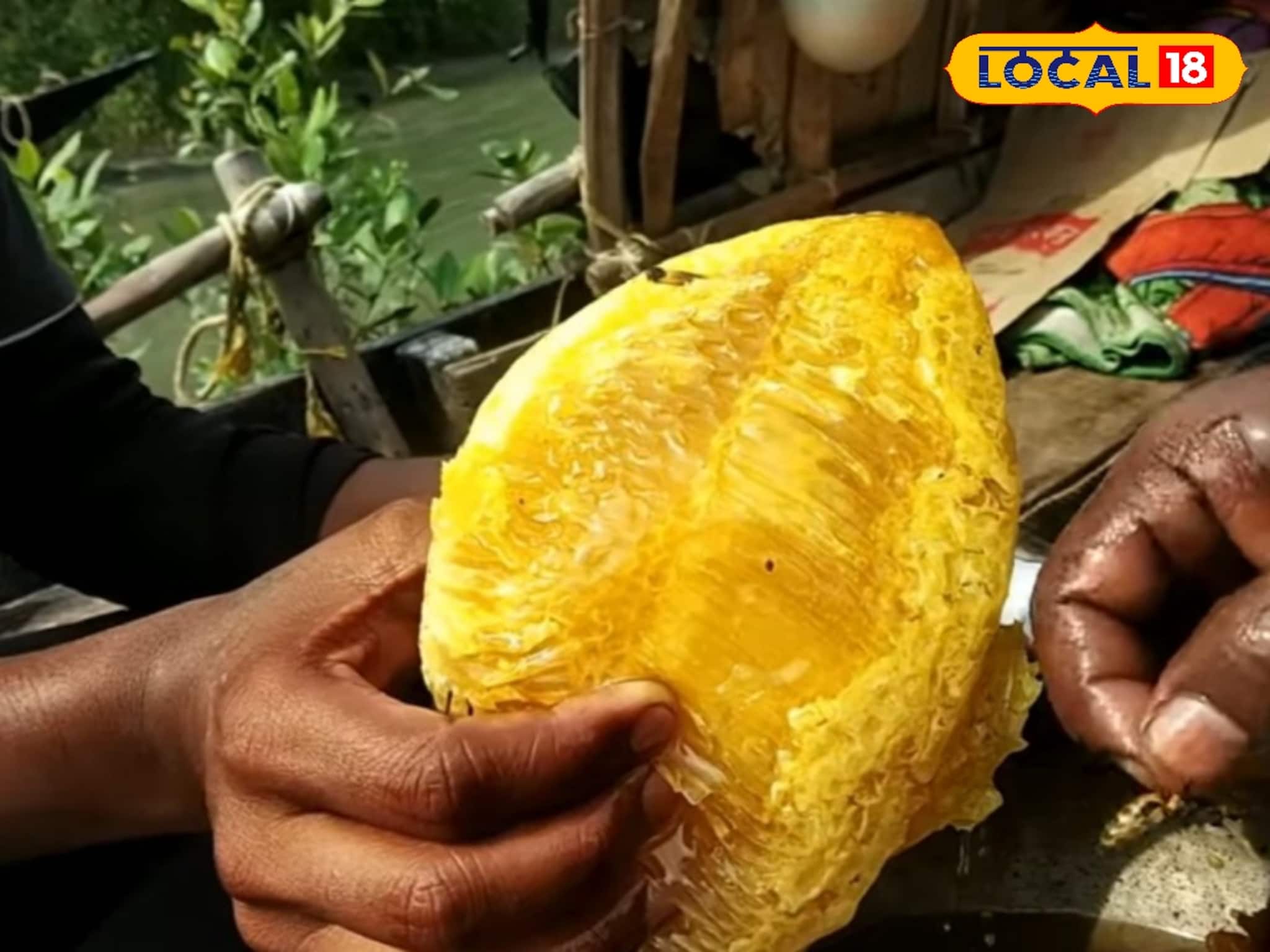 Sundarban Honey: সুন্দরবনের মধু শুধু মিষ্টি নয়, মহা ঔষধি! লিভার সুস্থ রাখা থেকে ক্লান্তি দূর করা, জেনে নিন কেওড়া থেকে সুন্দরী মধুর ব্যবহার