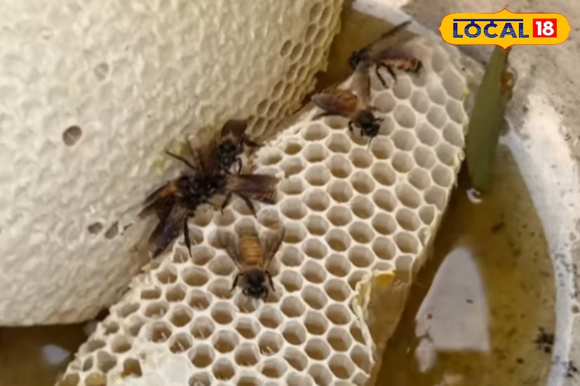 সুন্দরবনের লবণাক্ত জঙ্গলভূমি শুধু বন্যপ্রাণীর আবাস নয়, এখানকার গাছপালা থেকে সংগ্রহ করা মধুও দেশের অন্যতম সেরা প্রাকৃতিক সম্পদ। এখানকার প্রতিটি ফুলের রস আলাদা বৈশিষ্ট্য বহন করে, আর সেই কারণেই সুন্দরবনের মধু অন্য অঞ্চলের মধুর তুলনায় অনেক বেশি উপকারী ও সমৃদ্ধ। সুন্দরবনের লবণাক্ত জঙ্গলভূমি শুধু বন্যপ্রাণীর আবাস নয়, এখানকার গাছপালা থেকে সংগ্রহ করা মধুও দেশের অন্যতম সেরা প্রাকৃতিক সম্পদ। এখানকার প্রতিটি ফুলের রস আলাদা বৈশিষ্ট্য বহন করে, আর সেই কারণেই সুন্দরবনের মধু অন্য অঞ্চলের মধুর তুলনায় অনেক বেশি উপকারী ও সমৃদ্ধ।