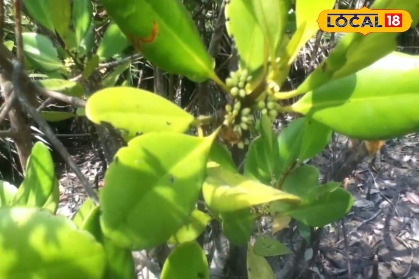 খলসি গাছের ফুল থেকে পাওয়া মধু তুলনামূলকভাবে হালকা, স্বচ্ছ ও মোলায়েম। এই মধু সুগন্ধি মিষ্টি এবং হজমে আরাম দেয়। শিশু থেকে বয়স্ক—সবাই সহজেই খেতে পারে এই মধু। সর্দি-কাশি বা গলার অসুবিধা কমাতেও খলসি মধু অত্যন্ত কার্যকর বলে স্থানীয়রা বিশ্বাস করে। এ কারণে বাজারে এর চাহিদাও দিন দিন বাড়ছে।