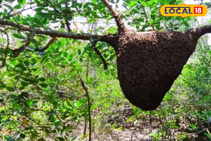 গেওয়া গাছের মধু তুলনামূলকভাবে হালকা অ্যাম্বার রঙের এবং ঘ্রাণে গভীর। এর অ্যান্টিব্যাকটেরিয়াল গুণ গলা ব্যথা, কাশি বা কফের সমস্যা কমাতে অসাধারণভাবে কাজ করে। পাশাপাশি হজমশক্তি বাড়াতে ও রোগ প্রতিরোধ ক্ষমতা উন্নত করতে গেওয়া মধুর ভূমিকা উল্লেখযোগ্য। সুন্দরবনের মৌয়ালদের কাছেও এটি অন্যতম জনপ্রিয় সংগ্রহ।