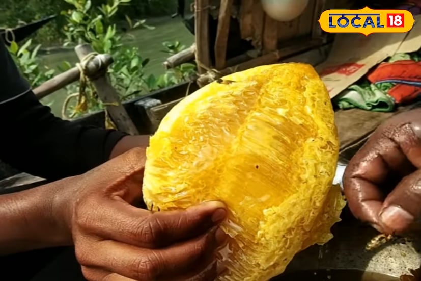 অপরদিকে সুন্দরী গাছের মধু রং এবং স্বাদে দু’দিক থেকেই সমৃদ্ধ। গাঢ় সোনালি এই মধু শরীরের টক্সিন দূর করে লিভারকে সুস্থ রাখতে সাহায্য করে। রক্ত সঞ্চালন ঠিক রাখা এবং শরীরে শক্তি বৃদ্ধি—এই দুই দিকেই সুন্দরী মধু বিশেষভাবে পরিচিত। স্থানীয়দের মতে, শারীরিক ক্লান্তি দূর করতেও এই মধুর জুড়ি নেই।