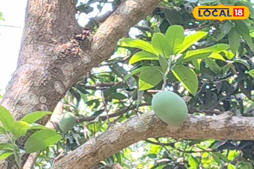 এছাড়াও ফলের রাজা আমের ফলনের জন্যও বিখ্যাত মুর্শিদাবাদ জেলা। এখান থেকে সেরা গুণমানের আম বিদেশের বাজারেই রপ্তানী করা হয়। ১৭০৪ সালে নবাব মুর্শিদকুলি জাফর খাঁ বাংলার রাজধানী ঢাকা থেকে মুর্শিদাবাদে স্থানান্তর করেন।