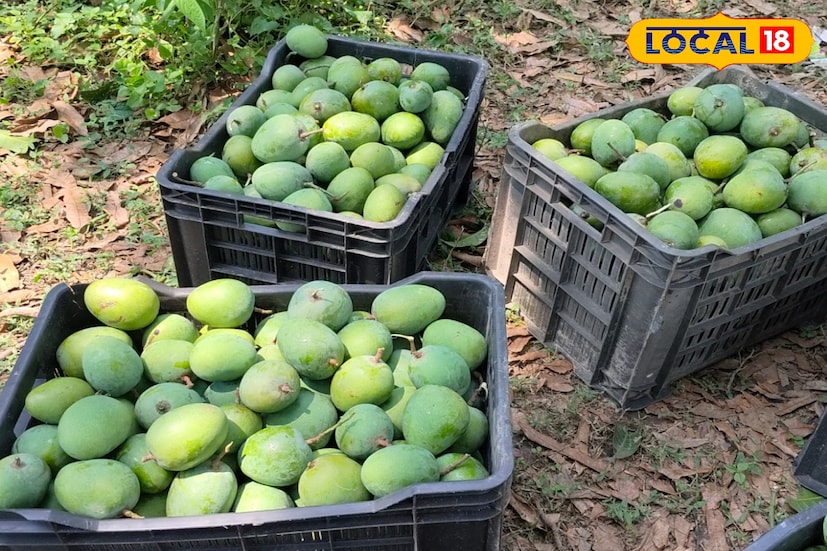 এর পরবর্তী সময়ে নবাবদের উৎসাহেই মুর্শিদাবাদ জুড়ে অসংখ্য আম ফাছ রোপণ করা হয়। তৈরি হয় বিভিন্ন আম বাগান। মুর্শিদাবাদের কোহিতুর আম বিশ্বজুড়ে সমাদৃত হয়। এছাড়াও মুর্শিদাবাদের অর্থনীতিতে জড়িয়ে রয়েছে বিড়ি শিল্পও। 