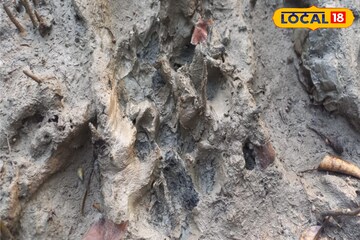 জঙ্গল ছেড়ে বাঘ চলে আসছে লোকালয় সংলগ্ন বনে! আতঙ্কিত মৈপাঠের গ্রামবাসীরা