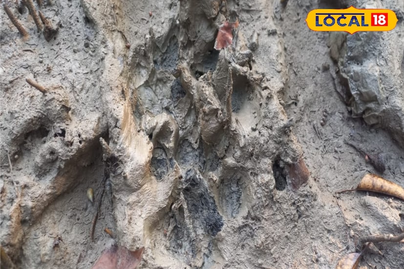 শীতের মৌসুম শুরু হতেই লোকালয়ে বাঘের আতঙ্ক। বাঘের আতঙ্কে ভয়ে কাঁটা হয়ে রয়েছে আস্ত একটি গ্রাম। বৃহস্পতিবার সকালে কুলতলি ব্লকের অন্তর্গত মৈপিঠ বৈকুন্ঠপুর গ্রাম পঞ্চায়েতের অন্তর্গত কিশোরী মোহন এলাকায় ঠাকুরান নদীর চরে বাঘের পায়ের ছাপ দেখতে পায় স্থানীয় মৎস্যজীবীরা।