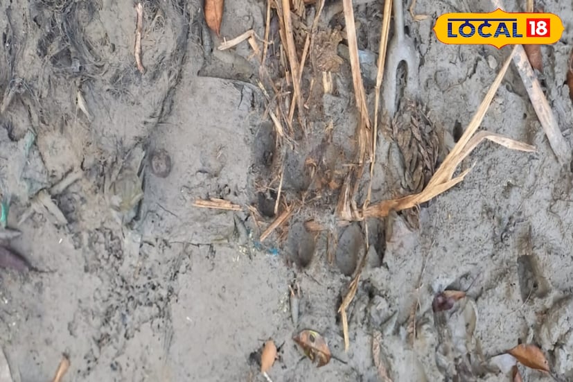 এদিন সকালে যে বাঘের পায়ের ছাপ দেখা গিয়েছে, সেই  ছাপ দেখে এলাকাবাসী আতঙ্কিত হয়ে পড়েছে। বনদফতরের এক আধিকারিক জানান, ইতিমধ্যেই ওই বাঘের পায়ের ছাপের অনুসন্ধান করে বাঘের গতিবিধি জানার চেষ্টা চলছে।