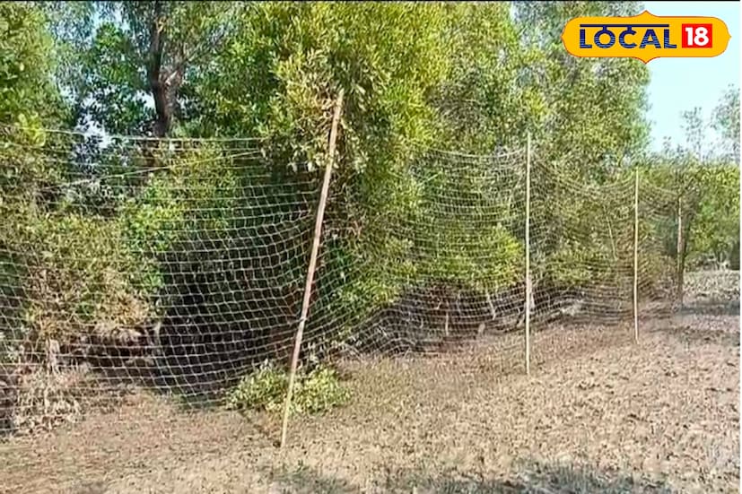 এরপর তড়িঘড়ি খবর দেওয়া হয় গ্রামবাসীদের। গ্রামবাসীরা পৌছায় নদীর তীরে। দেখতে পায় নদীর চড়ের উপর তরতাজা বাঘের পায়ের ছাপ। বাঘের পায়ের ছাপ দেখে এলাকাবাসীরা বুঝতে পারে এলাকার মধ্যে বাঘ ঢুকেছে। এরপর এলাকাবাসীরা খবর দেয় মেপীঠ উপকূল থানাতে। 