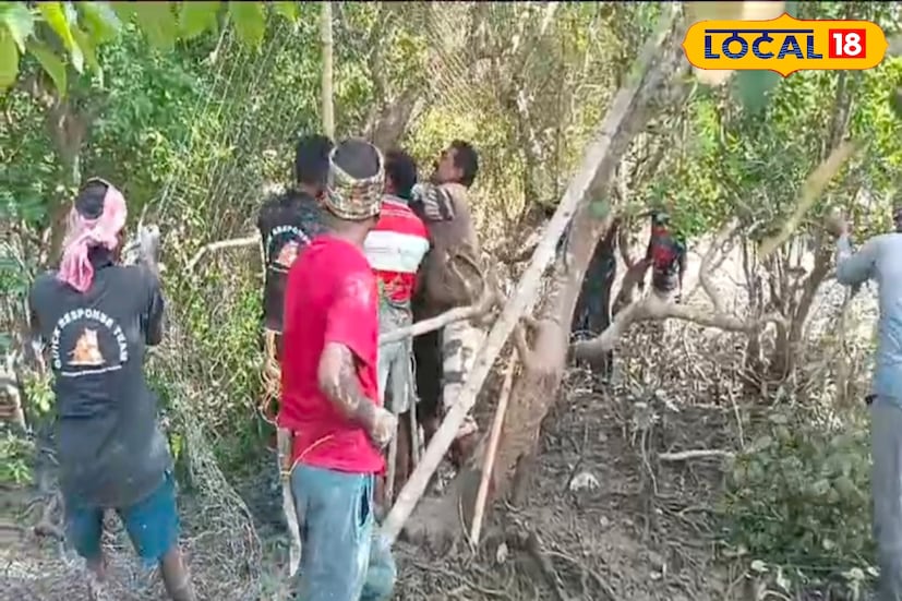 খবর পেয়ে বনকর্মীরা ঘটনাস্থলে পৌঁছায়। এ বিষয়ে এক গ্রামবাসী জানান, প্রতিবছর শীতের শুরুতেই গ্রামের মধ্যে বাঘের আতঙ্ক ছড়িয়ে পড়ে।