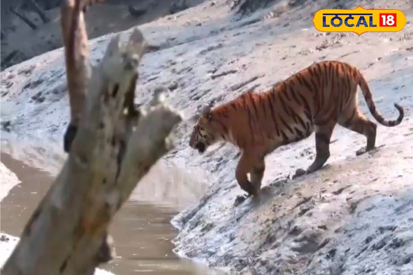 কীভাবে বারবার লোকালয়ে বাঘ আসছে সেটাই বড় প্রশ্ন। অরণ্যের বাঘ কেন নিজের জঙ্গল ছেড়ে চলে আসছে লোকালয় সংলগ্ন বনে , দানা বাঁধছে প্রশ্ন। স্পষ্ট উত্তর আপাতত নেই।