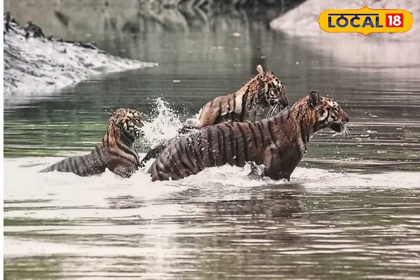 বনকর্মীরা সমস্ত দিক খতিয়ে দেখছে। মূলত শীতের মরশুমে সুন্দরবনের বিভিন্ন নদী কিংবা খালগুলিতে জল কম থাকার কারণে বাঘ ঢুকে যাওয়ার ঘটনা ঘটে। পরিস্থিতির উপর নজর রাখছে বনদফতর।